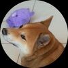 shiba18
